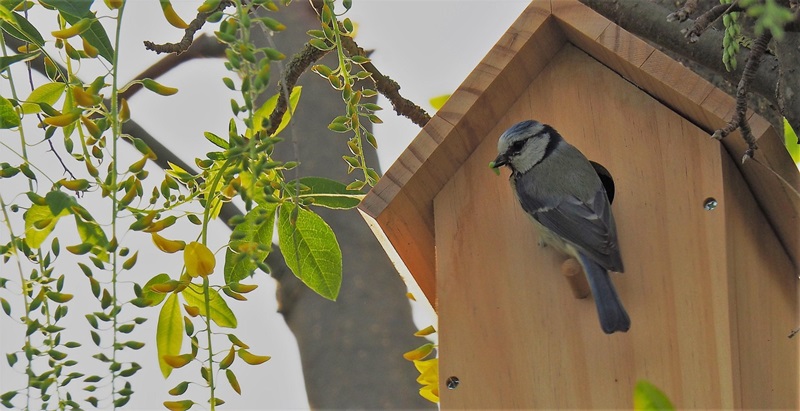 Vogel-Nistkasten bauen mit Klein & Groß