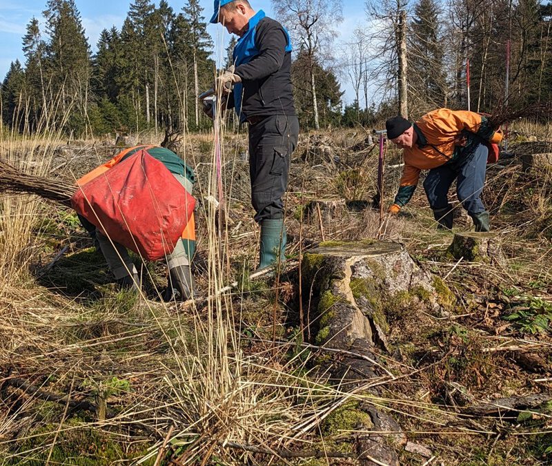 Ein Zukunftsbaum als Weihnachtsgeschenk