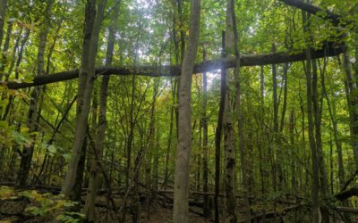 Verkehrssicherungsarbeiten im Wald zwischen Leopoldstal und Heesten