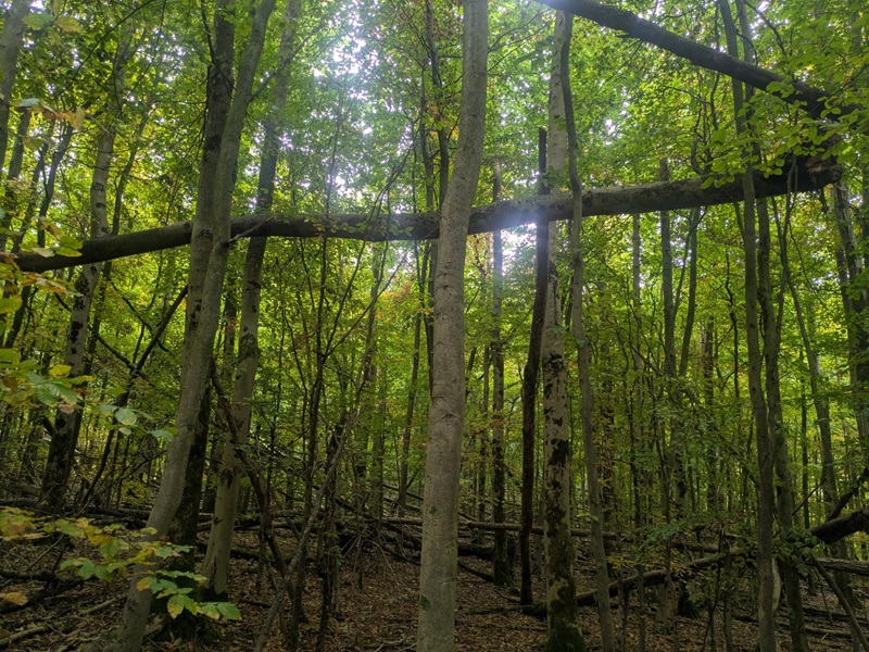 Verkehrssicherungsarbeiten im Wald zwischen Leopoldstal und Heesten