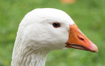 2024 wurden 665 Tonnen Gänsefleisch aus dem Ausland importiert