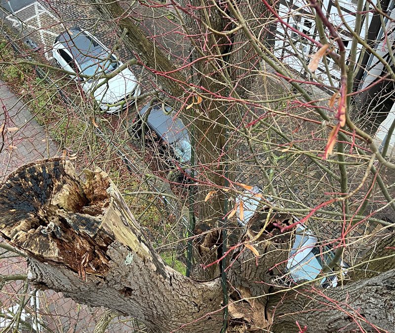 Baumfällungen im Stadtgebiet Blomberg