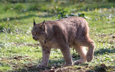 NRW-Stiftung unterstützt die Rückkehr des Luchses nach Nordrhein-Westfalen