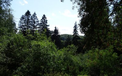 Pflegemaßnahmen am Bärenstein für das Projekt „Grüne Infrastruktur in ländlichen Regionen“