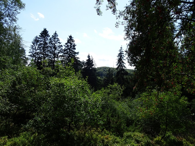 Pflegemaßnahmen am Bärenstein für das Projekt „Grüne Infrastruktur in ländlichen Regionen“