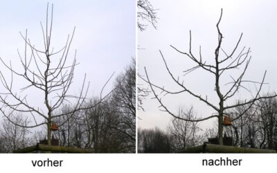 Richtigen Obstbaumschnitt kann man aber lernen
