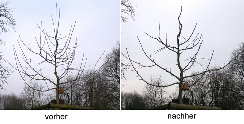 Richtigen Obstbaumschnitt kann man aber lernen