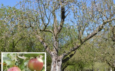 Urenkelin Doro Siebecke aus Germersheim lüftet das Geheimnis über die Herkunft des Apfelsorte Extertaler