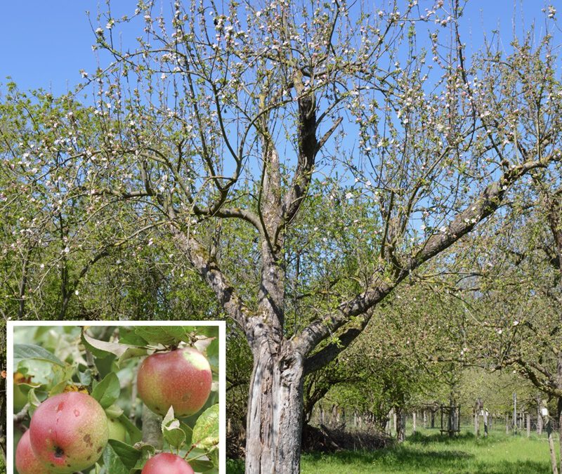 Urenkelin Doro Siebecke aus Germersheim lüftet das Geheimnis über die Herkunft des Apfelsorte Extertaler