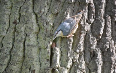 Kleiber legen jetzt Vorräte an