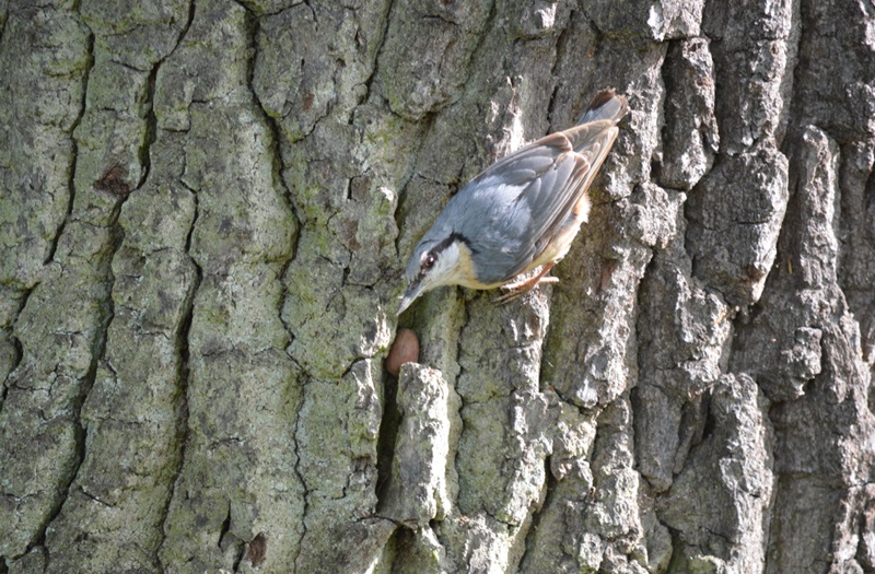 Kleiber legen jetzt Vorräte an