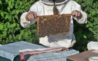 Münster wird zum Treffpunkt der Imkerei