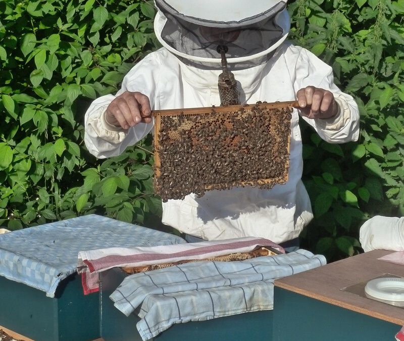 Münster wird zum Treffpunkt der Imkerei