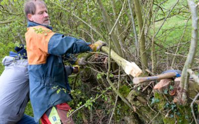 Hecken flechten neu gedacht