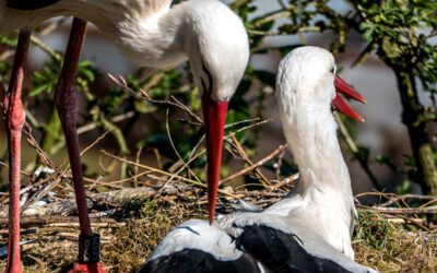 Frühstart in den Frühling mit tierischer Liebesgeschichte