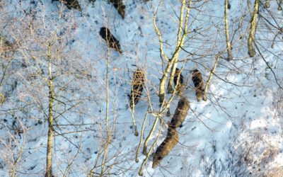 Rehe, Wildschweine und eine Wildkatze: Neuer Blick auf den Stadtwald