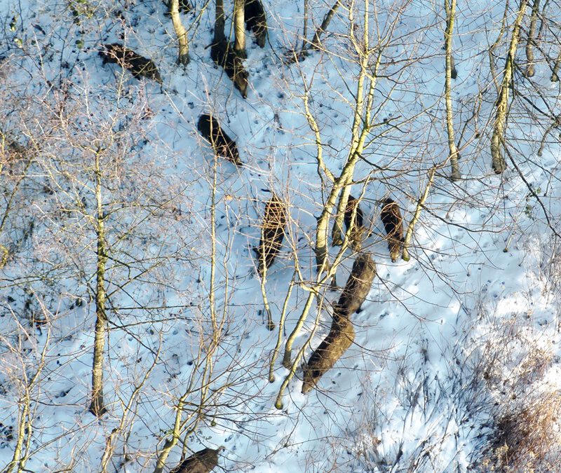 Rehe, Wildschweine und eine Wildkatze: Neuer Blick auf den Stadtwald