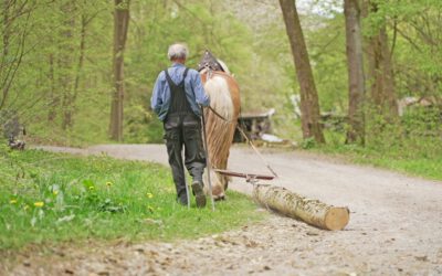 Holzrücken mit Kaltblutpferd