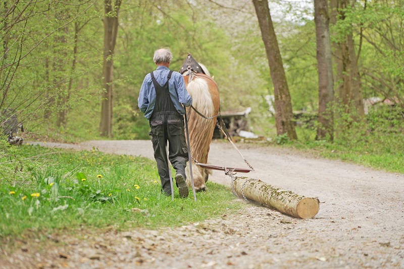 Holzrücken mit Kaltblutpferd