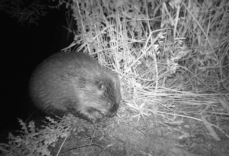 Bauerherr mit Biss: Der Biber in Lippe