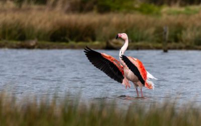 Exotik im Moor – Flamingos in Deutschland
