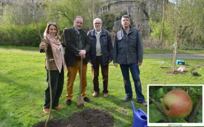 Wiederentdeckter Fürst Lippe Apfel zurück in der Heimat