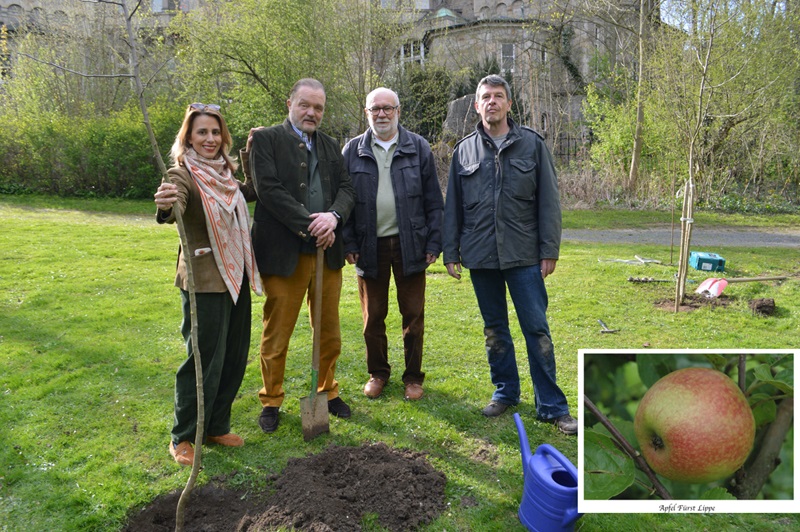 Wiederentdeckter Fürst Lippe Apfel zurück in der Heimat