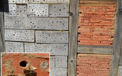 Wildbienen sind wertvolle Bestäuber im Obst- und Gemüsegarten