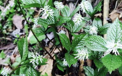 Wildkräuter – Spaziergang