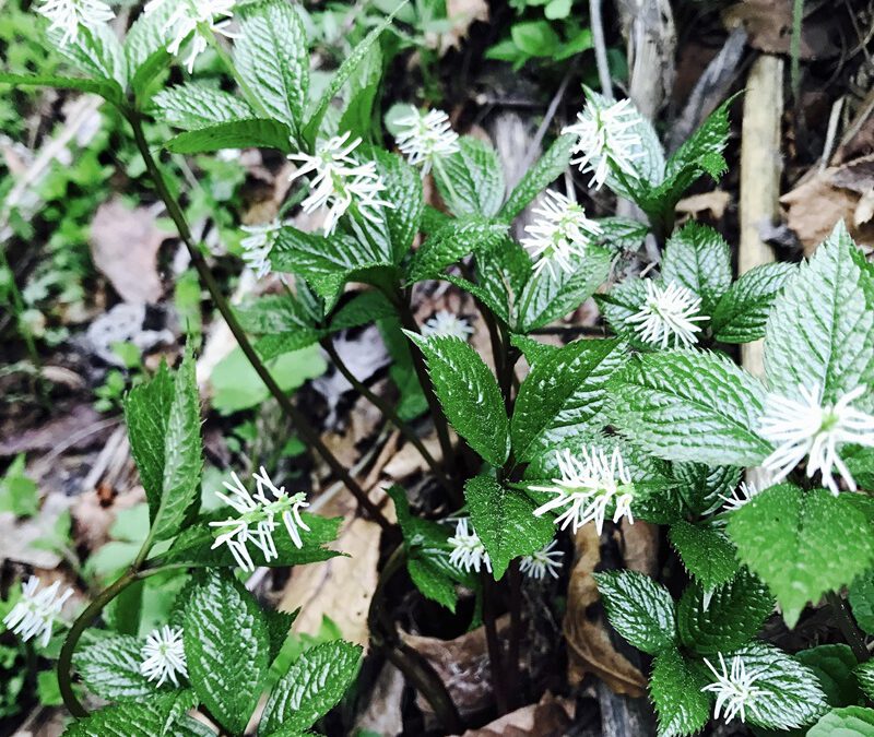 Wildkräuter – Spaziergang