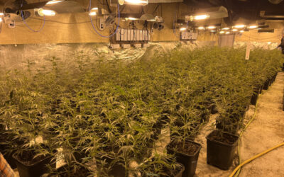 Polizei deckt Cannabis-Plantage und illegales Glückspiel auf