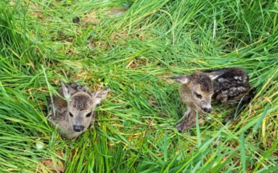 Erfolgreicher Abschluss des Crowdfunding-Projekts „Drohnen für Save the Kitz“