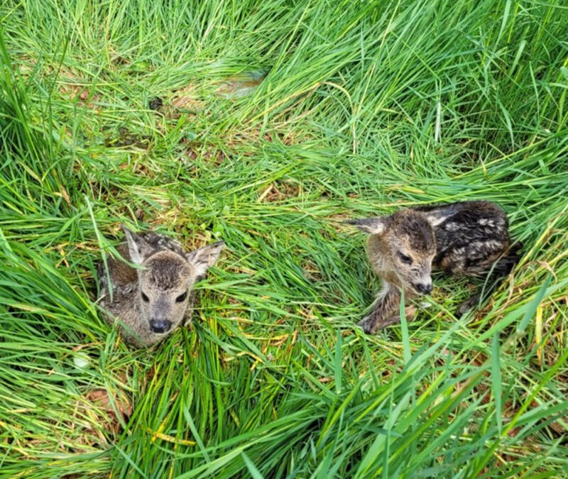 Erfolgreicher Abschluss des Crowdfunding-Projekts „Drohnen für Save the Kitz“