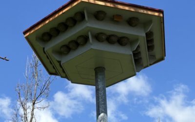 Grüne Infrastruktur: Schwalben- und Fledermaushaus in Veldrom bietet Unterschlupf