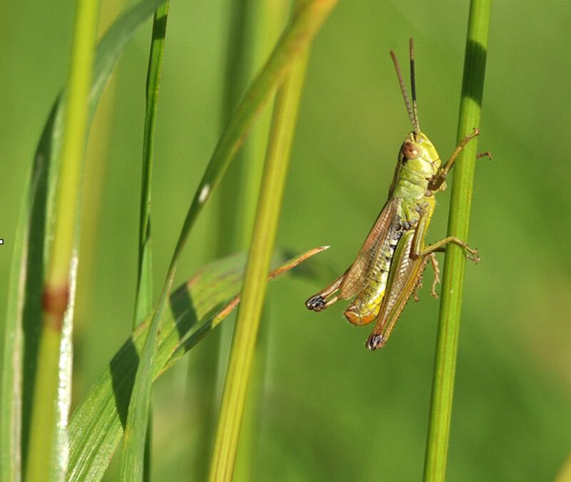 Heuschrecken im Kreis Lippe