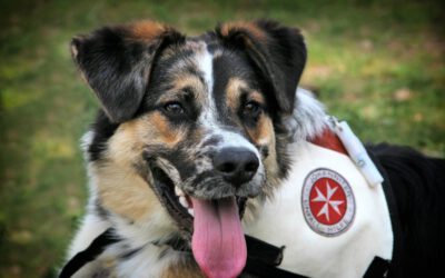 Erste Hilfe für Hund & Halter