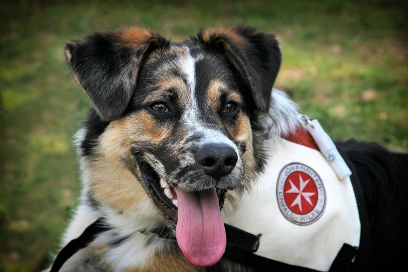Erste Hilfe für Hund & Halter