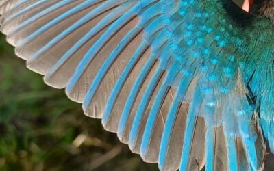 Federn- Filigrane Wunder der Natur