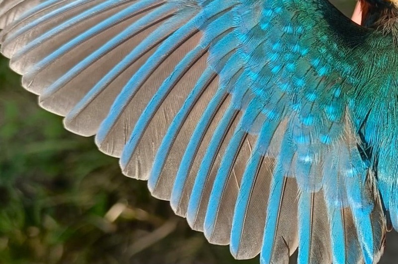 Federn- Filigrane Wunder der Natur