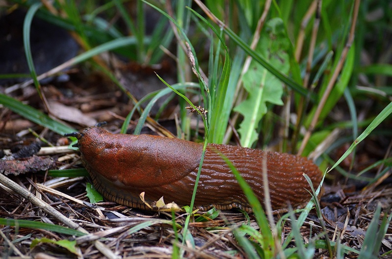 Schneckenfraß vorbeugen