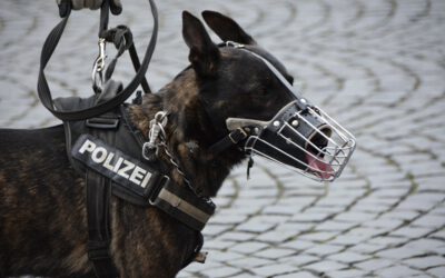 Diensthund stellt Mann nach Bedrohung in Bus