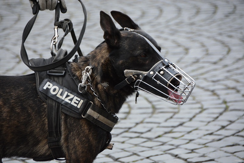 Diensthund stellt Mann nach Bedrohung in Bus