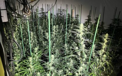 Cannabis-Plantage entdeckt