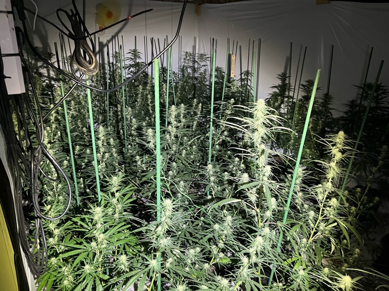 Cannabis-Plantage entdeckt