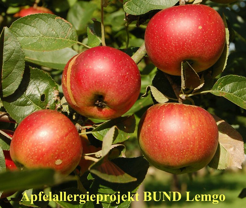 Internationales Interesse am Apfelallergieprojekt des BUND Lemgo