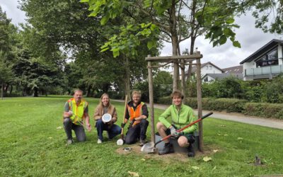 35 Sensoren für 400 junge Bäume: Lemgo gießt künftig nach Bedarf