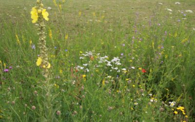 Fitte Gärten für den Sommer: Tipps von der Unteren Naturschutzbehörde
