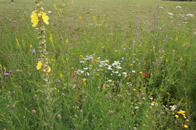 Fitte Gärten für den Sommer: Tipps von der Unteren Naturschutzbehörde