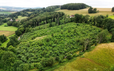 Aufforstungen des Landesverbandes machen Lippe grün
