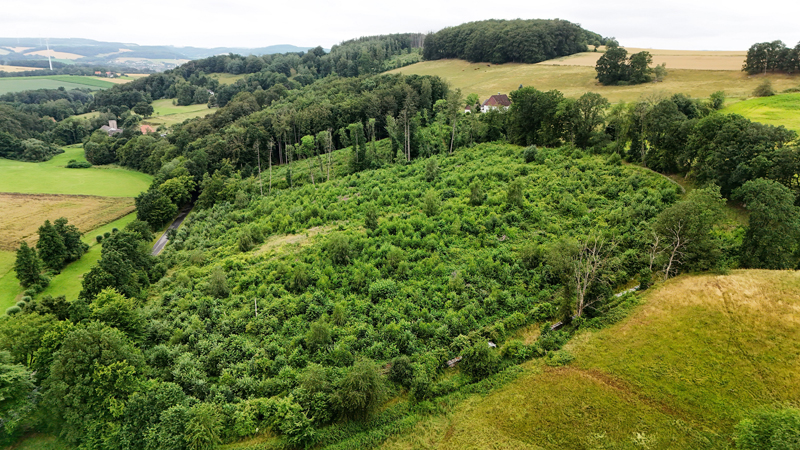 Aufforstungen des Landesverbandes machen Lippe grün